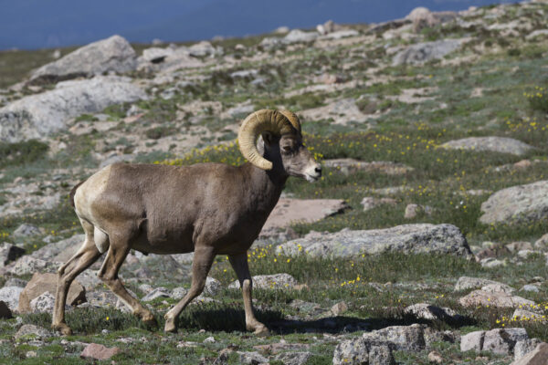 Bighorn Sheep