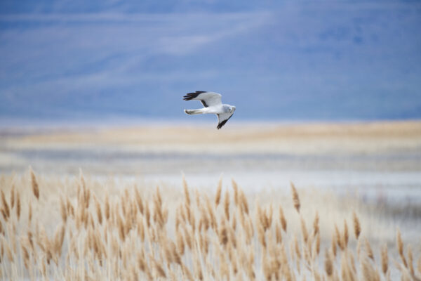 Northern Harrier Hawk