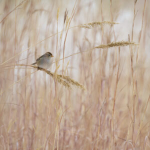White-crowned Sparrow