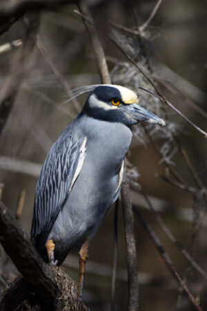 Yellow-crowned Night-Heron