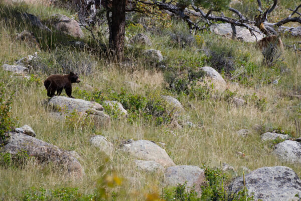 Black Bear Cub