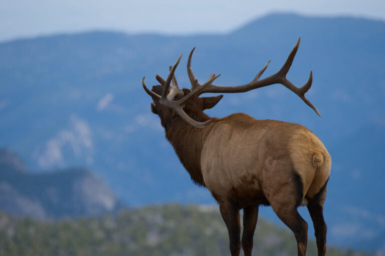 Male Elk Bugling in Colorado Mountains