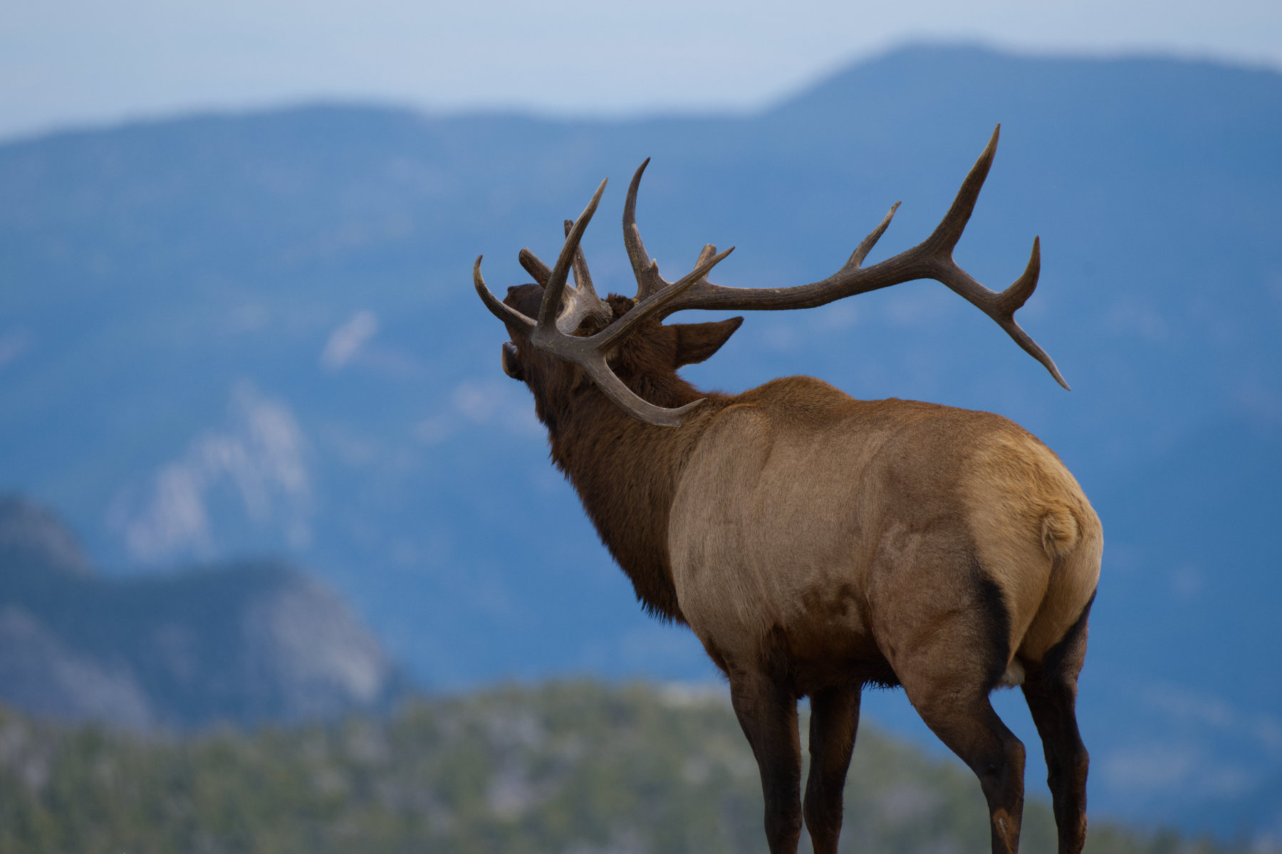 Male Elk Bugling in Colorado Mountains