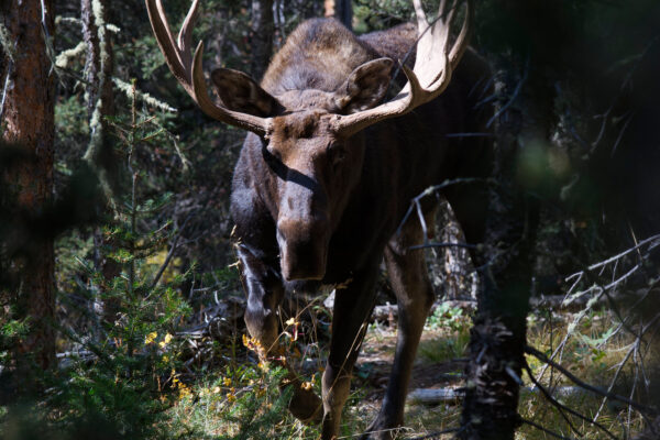 Bull Moose