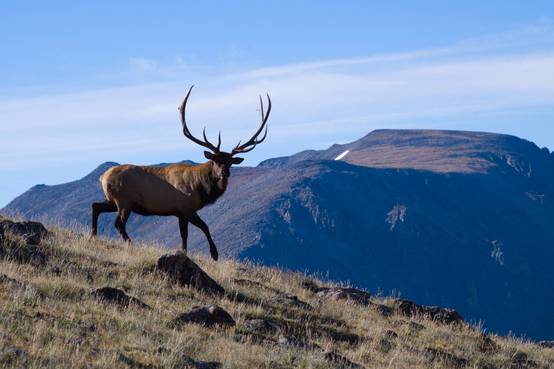 Male Elk Colorado Mountains