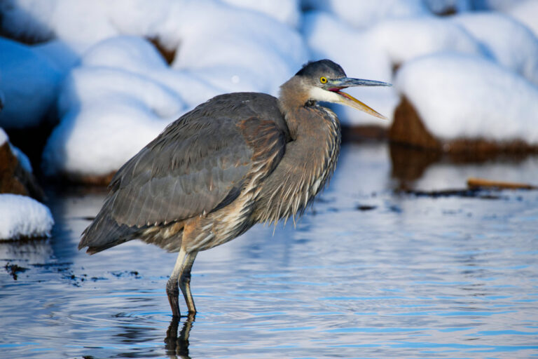 Great Blue Heron with open beak in winter