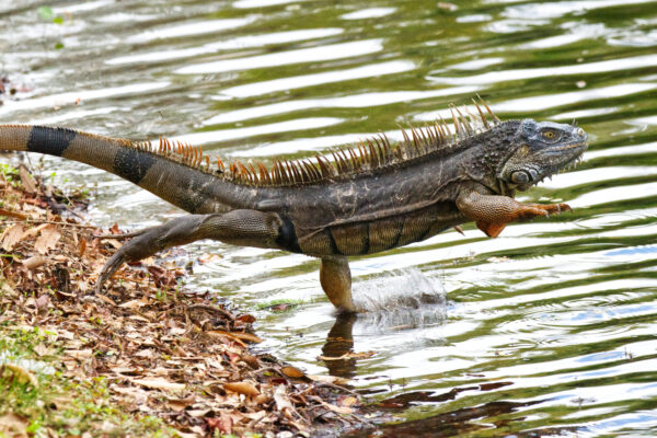 Green Iguana