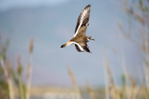 Killdeer Flying