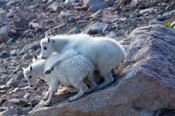 Mountain Goat Kids