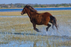 Wild Mustang in North Carolina Wetland Splashing Water