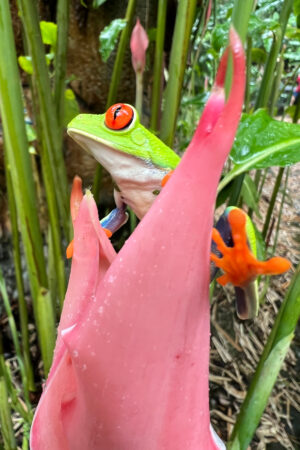 Red Eyed Tree Frog