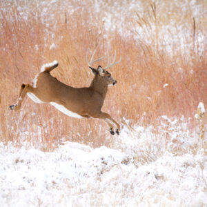 White Tailed Deer Male Jumping Colorado Winter