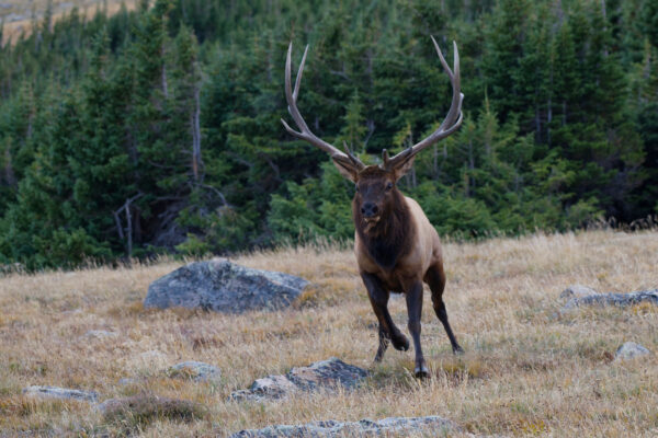 Running Bull Elk