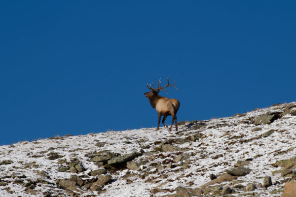 White Tipped Antlers