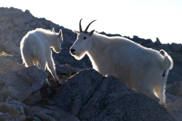Backlit Nanny and Kid Mountain Goats