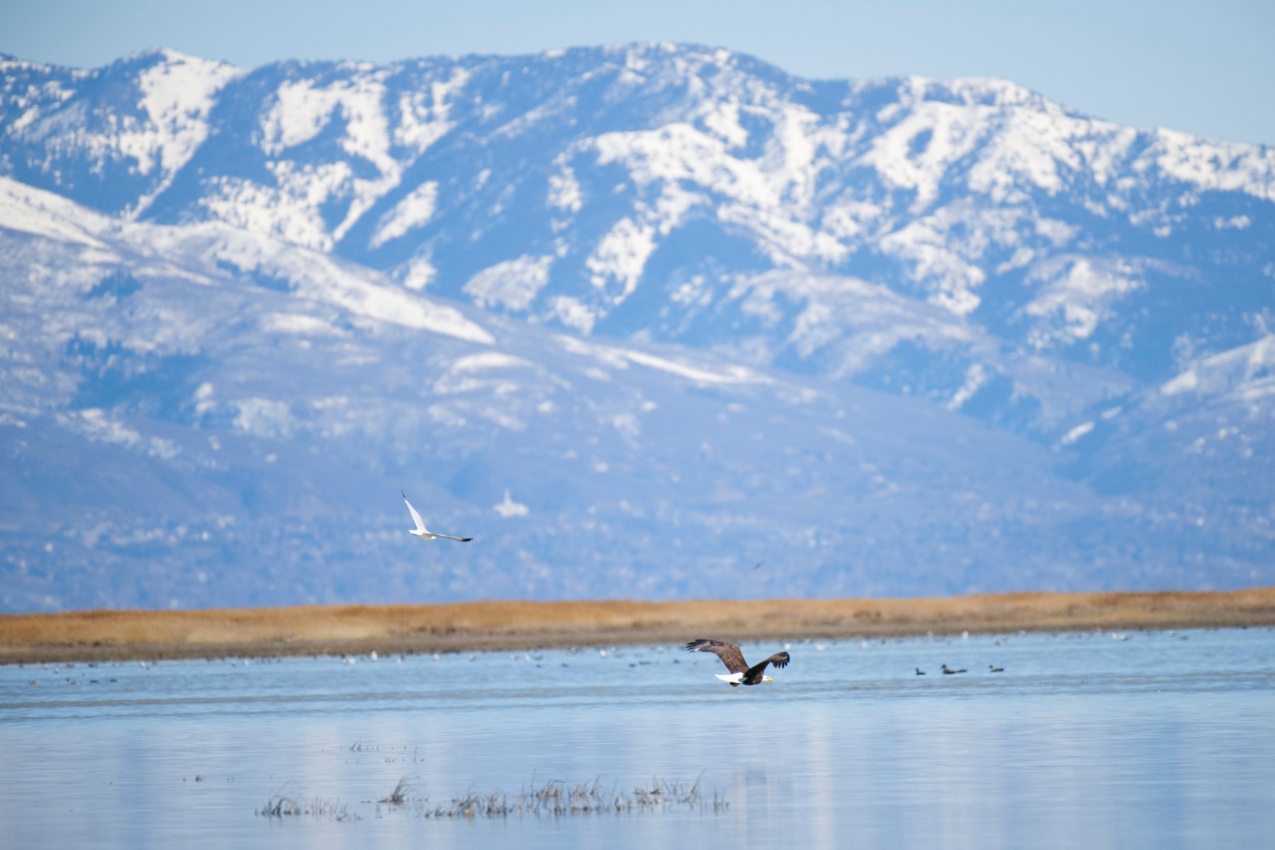 Bald Eagle Flying Over the Great Salt Lake