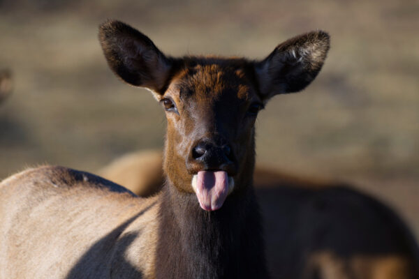 Cheeky Cow Elk