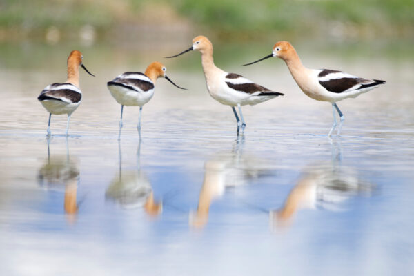 Four Reflecting Avocets