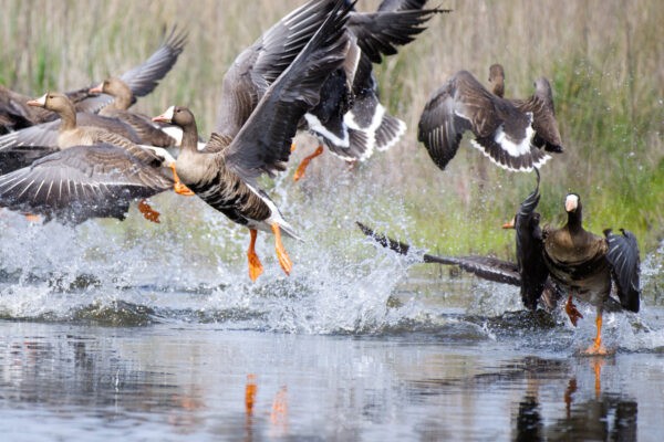 Greater White Fronted Geese Take Flight