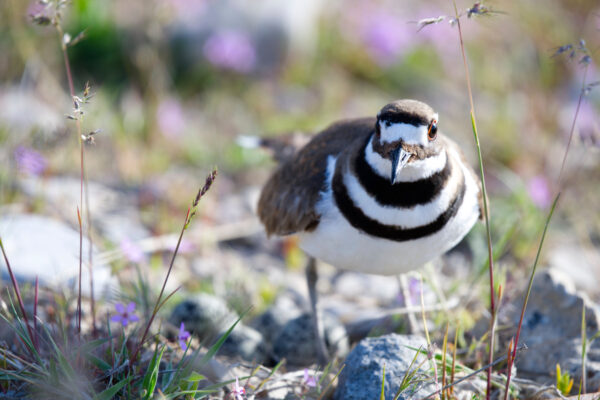 Killdeer With Eggs