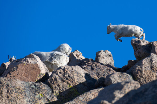 Leaping Mountain Goat Kid
