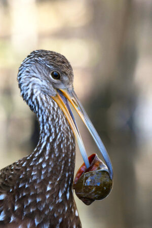 Limpkin With Snail