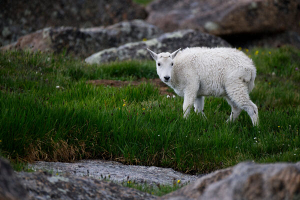 Mountain Goat Kid Rainy Day