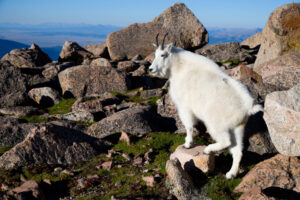 Posed Billy Mountain Goat