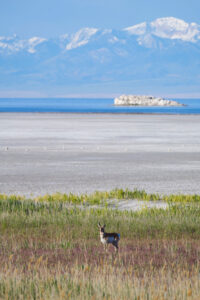 Pronghorn on Antelope Island