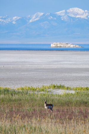 Pronghorn on Antelope Island