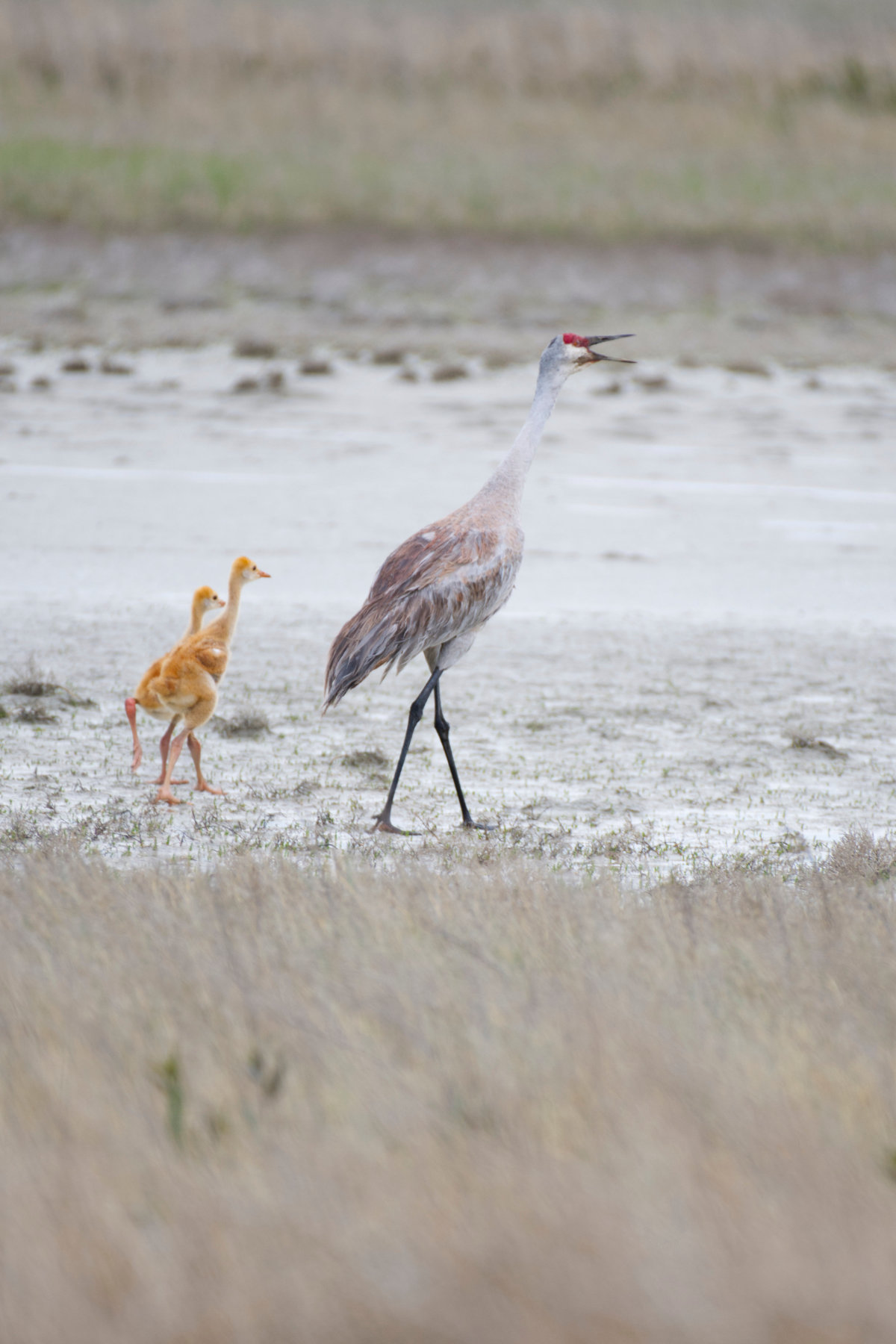 Sandhill Crane with Colts