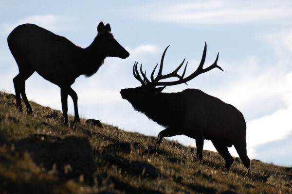 Silhouette Cow and Bull Elk