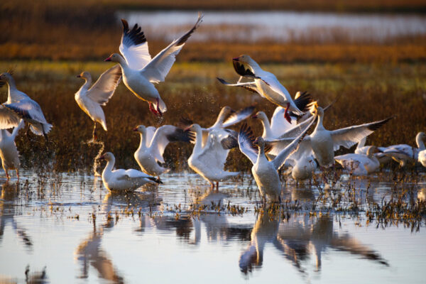 Sunrise Snow Geese
