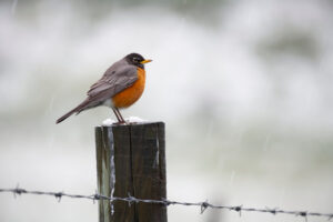 American Robin on Post in Snow Storm