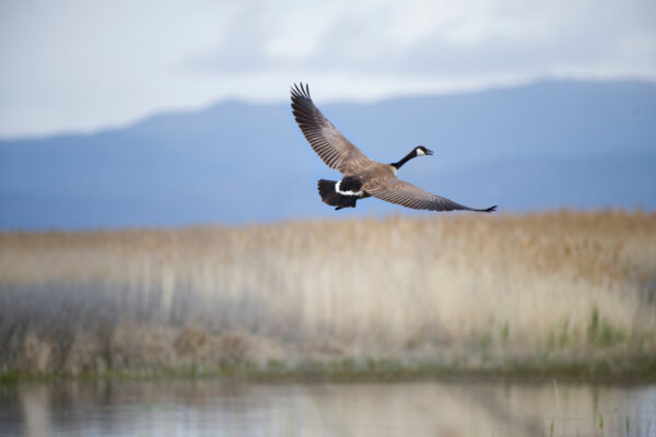 Canada Goose Turning Mid Flight