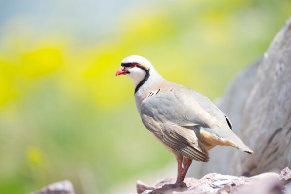 Chukar Partridge With Yellow Flowers