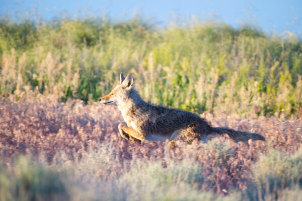 Leaping Coyote