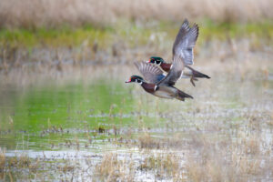 Male Wood Ducks Flying