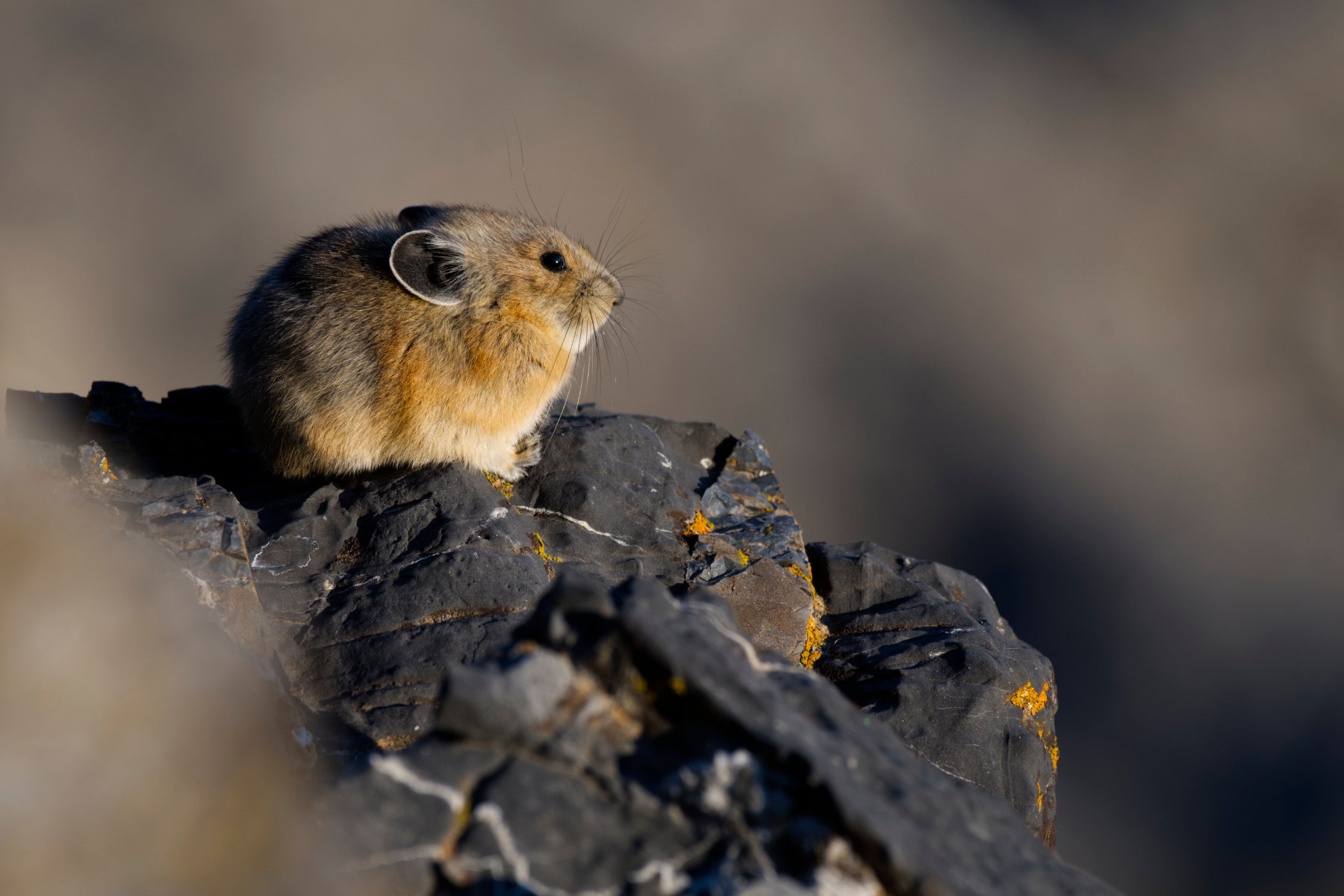 Fine Art Photo Pika on Rock