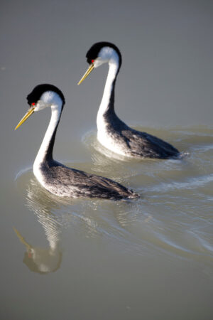 Western Grebe Couple Mirroring