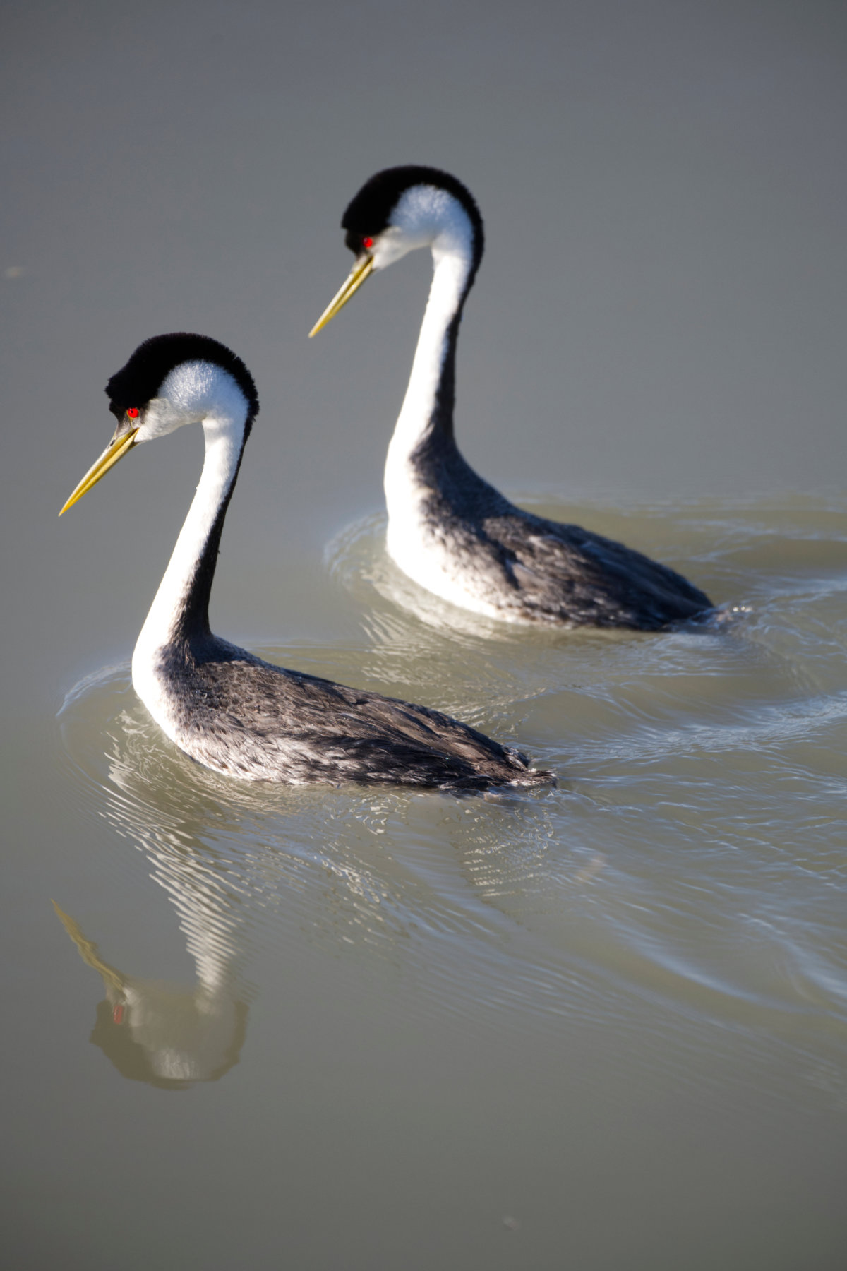 Western Grebe Couple Mirroring