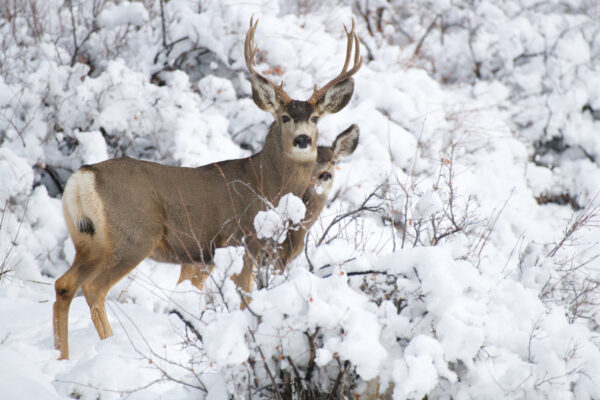 Kanab Buck and Peeking Doe