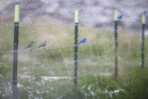 Mountain Bluebirds on Wire in Snowstorm Male and Female Landscape