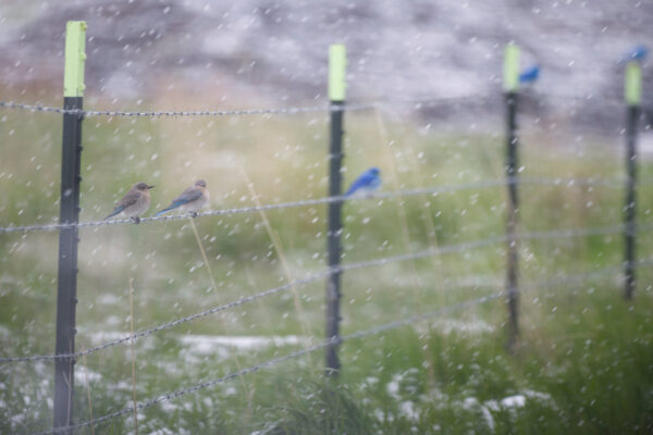 Mountain Bluebirds on Wire in Snowstorm Male and Female Landscape