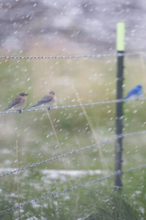 Mountain Bluebirds on Wire in Snowstorm Male and Female Portrait