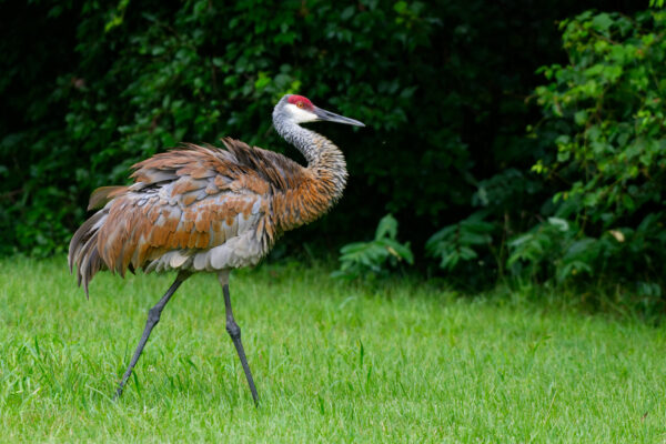 Sandhill Crane All Puffed Up