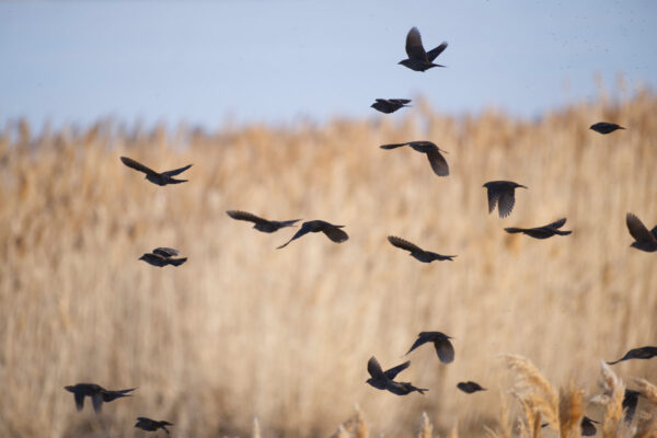 Red Winged Blackbirds Flying with Pampas Grass