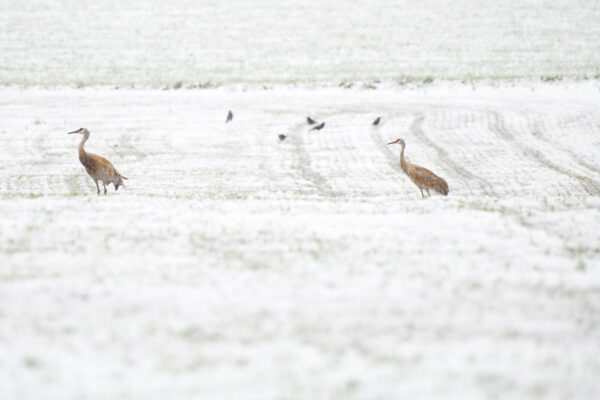 Sandhill Cranes and Ravens in Field During Snow Storm