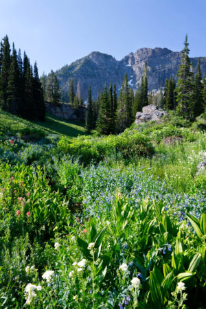 Summer Flowers in Little Cottonwood Canyon Portrait
