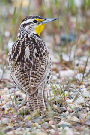 Western Meadowlark Looking Back